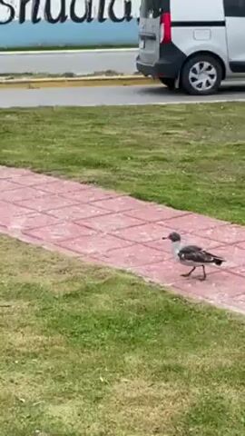 The video shows a kelp gull walking on a grassy lawn next to a red tile walkway. The gull has a gray head and white body with black wing tips. In the background, there is a white building with some illegible black lettering and a gray painted border. Cars drive by on a road, including a white Toyota Corolla.