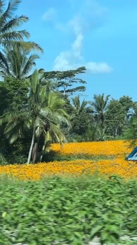 The video shows a roadside view of a field filled with orange flowers in a tropical environment. The camera is in motion, likely from a moving vehicle. Green vegetation lines the road's edge, obscuring some of the flower field. In the background, there are palm trees and other tropical trees against a blue sky with scattered white clouds. Occasionally, small structures, possibly shelters or shrines, peek out from behind the vegetation.