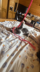Domestic morning scenes documented in Russian household