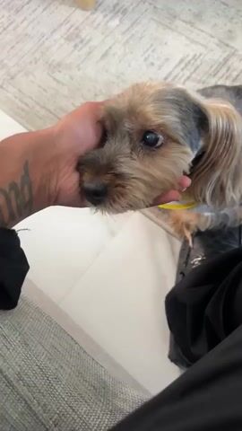 A Yorkshire Terrier dog, with gray and tan fur, rests its head against a person's hand. The dog's left eye is partially closed. In the background, a television displays a soccer game. The television is mounted above a rectangular fireplace.