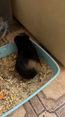 Guinea pig eating, drinking, and resting in its Volgograd cage