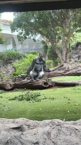 A silverback gorilla sits on a fallen log in an outdoor enclosure. The gorilla is facing forward, with its arms resting on its knees. It has black fur on its upper body and white fur on its lower body. The enclosure is surrounded by trees and greenery. The ground is covered in grass and some fallen leaves. The video is a short, static shot of the gorilla.