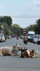 Cows block traffic lying on busy Pokhara street