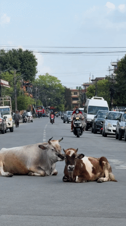 Cows block traffic lying on busy Pokhara street