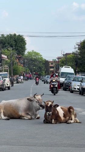 Cows block traffic lying on busy Pokhara street