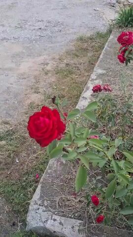 This is a video of a vibrant red rose in bloom, positioned in the foreground. The rose bush has several other smaller buds and blooms, also red, visible in the background. The setting appears to be outdoors, with a concrete curb or walkway in the lower portion of the frame, and a gravel path or road beyond that. Dry grass and soil are visible around the rose bush.

The activity taking place is simply the presence and display of the rose. There are no people or animals visible. The lighting suggests it might be daytime, possibly overcast or late afternoon given the softness of the light. There is no visible text in the media file. The focus is solely on the natural beauty of the rose. The overall impression is one of natural beauty and a peaceful, outdoor scene. The location context of Hîncești, Moldova, suggests a European setting.