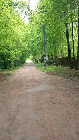 The video shows a straight dirt path, flanked by lush green trees that form a canopy overhead. A utility pole stands on the right side of the path.  The path leads to an indistinct area in the distance, where the light appears brighter.