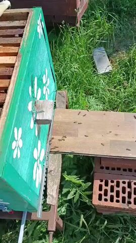 The video shows a close-up view of a beehive. Numerous bees are visible on the exterior of the hive, some entering and exiting through an opening. The camera then moves inside the hive, revealing rows of wooden frames filled with bees and honeycomb. The frames are packed with bees, some of which are crawling on the honeycomb. The overall impression is one of a busy and active bee colony.