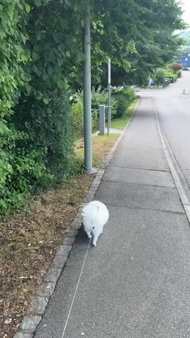 A small, fluffy white dog walks on a leash along a sidewalk next to a quiet street. The street slopes upwards and has houses and trees on either side. The sky is blue with some white clouds. There is a van parked in the distance near a building with a glass enclosure and a concrete wall.