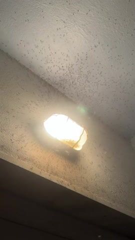 The video shows a ceiling covered in a large swarm of tiny insects. A bright overhead light fixture is illuminated, drawing many of the insects towards it. The ceiling has a textured surface, and the wall below the ceiling is also textured. The overall impression is one of infestation.