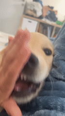 Person plays with golden retriever puppy in Netanya