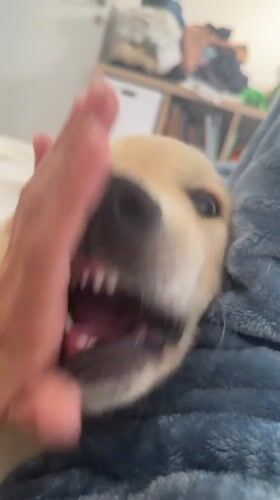 Person plays with golden retriever puppy in Netanya