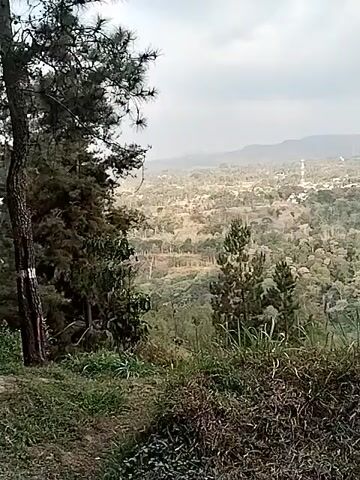 A panoramic view of a vast, hilly landscape is captured. In the foreground, dense, dry brush and some tall grass occupy the lower portion of the frame. Several pine trees stand towards the left, with their needles visible against the hazy sky. The middle ground reveals a sprawling expanse of rolling hills covered in a mix of dense trees, some appearing more sparse and dry, possibly due to seasonal changes or arid conditions. Small clusters of buildings and what appear to be communication towers are scattered across the landscape, suggesting a rural or semi-urban environment. The overall atmosphere is somewhat muted, with a cloudy or dusty sky contributing to a diffused light. The video pans slowly to the right, offering a wider perspective of the valley and distant hills.