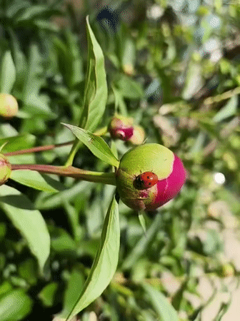 Spring moments captured in Kryvyi Rih gardens and homes