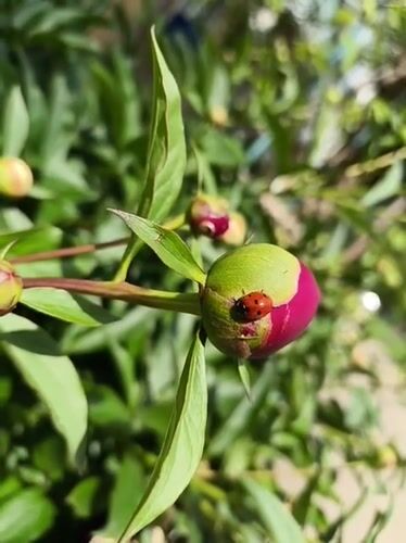 Spring moments captured in Kryvyi Rih gardens and homes