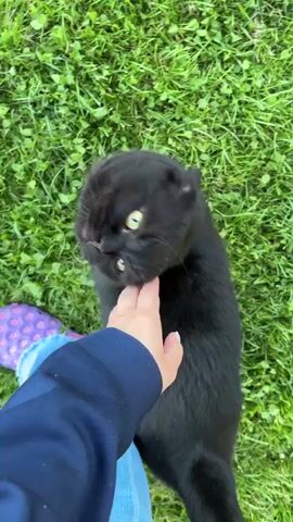 A person's hand with light-colored fingernails pets the back of a black cat that is lying on green grass. The cat's head is turned to the side, and its body is facing away from the camera. The person is wearing a dark blue jacket and jeans. A purple and white patterned object is visible on the lower left side of the frame. The video is shot from a top-down perspective.