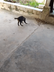 Cat carries, eats bones on Indonesian patio