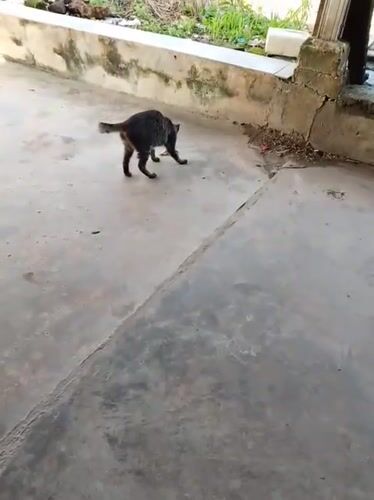 Cat carries, eats bones on Indonesian patio