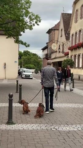 A man walks two small brown dogs on leashes down a cobblestone street lined with buildings and trees. He is wearing a patterned button-down shirt and dark jeans. The dogs are walking in front of him. To his right, a couple walks in the same direction. The woman wears a dark jacket and jeans, and the man wears a gray jacket and pants. Further down the street, other people and cars are visible. The sky is overcast.