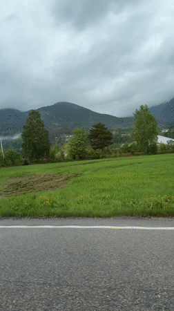 Spring blooms captured at Norwegian roadside rest stop