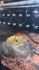 Cape Coral resident captures video of two centipedes in terrarium