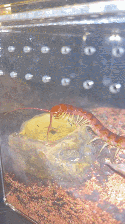 Cape Coral resident captures video of two centipedes in terrarium