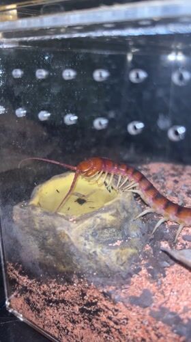 Cape Coral resident captures video of two centipedes in terrarium