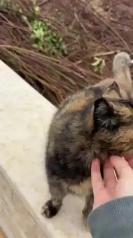 A short, eye-level video shows a person petting a calico cat outdoors. The cat stands on a low, light-colored wall. The person reaches out and pets the cat, scratching it under the chin and then petting its back. Behind the wall are brown and purple reeds or ornamental grasses. The cat seems to enjoy the attention.
