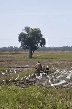 Egrets flock to a flooded field as tilling gets underway in Aceh