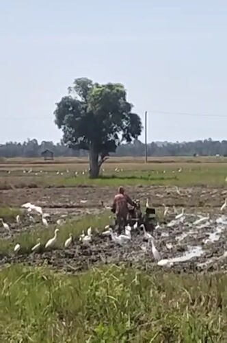 Egrets flock to a flooded field as tilling gets underway in Aceh
