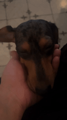 Small dachshund photographed being held in Buenos Aires