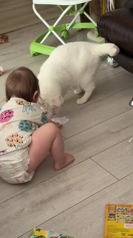 A young child sits on a wooden floor, facing a large white cat. The child is wearing a pineapple-themed shirt and a diaper. The cat is initially standing and sniffing the floor near the child, then turns its head as the child waves a hand. Behind the child are a green baby walker, a brown leather chair, and a book. The floor is light brown with a wood grain pattern.