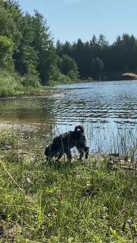 A fluffy, dark-colored dog is standing near the edge of a body of water, its head down as if sniffing or playing. The dog is positioned in the foreground, partially obscured by tall green grass and reeds. Behind the dog, the water's surface is rippled and reflects the bright blue sky and surrounding green trees. The shoreline appears to be a sandy or muddy area with some vegetation. In the distance, across the water, a line of trees forms the background. The sun is shining brightly, casting shadows and illuminating the scene. There are no visible people in the immediate vicinity of the dog.