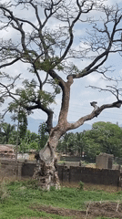 Tree damage and vehicle wreckage documented in Akwanga Nigeria