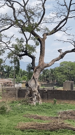 Tree damage and vehicle wreckage documented in Akwanga Nigeria