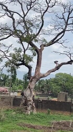 Tree damage and vehicle wreckage documented in Akwanga Nigeria