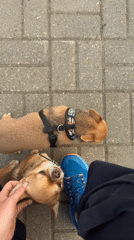 Person pets brown chihuahua on outdoor tiles in Moscow