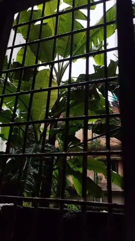The video shows a close-up view of a barred window looking out onto a lush green banana plant during a rain shower. Water droplets are visible on the leaves, and the overall atmosphere is one of a rainy day. The camera is positioned inside, looking out, with the window bars framing the scene. The background shows a building with windows, slightly out of focus, suggesting an urban or suburban setting. The lighting is dim, consistent with overcast weather.