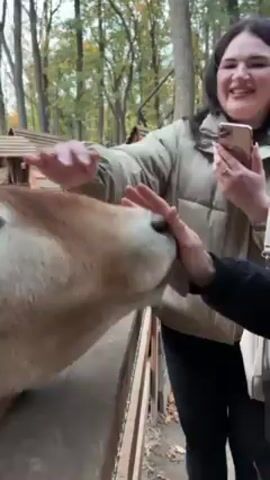A woman is filming as a person pets a light brown cow over a wooden fence in a wooded area. The cow is close to the fence and is licking the person's hand. The woman is smiling and holding a cell phone. There are several small wooden structures in the background, surrounded by trees with foliage. The lighting is natural daylight. The cow seems friendly and unafraid.