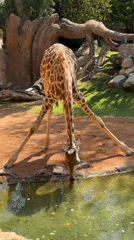 Valencia zoo animals and public art installations documented Friday morning