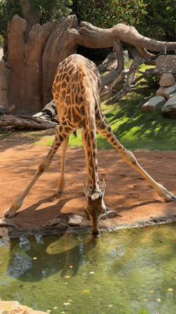 Valencia zoo animals and public art installations documented Friday morning