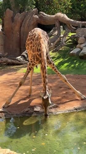 Valencia zoo animals and public art installations documented Friday morning