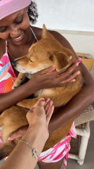 Small dogs and travelers interact in North Kuta hotel