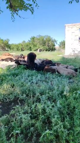A herd of sheep are resting in a grassy field on a sunny day. Some sheep are lying down, while others are standing and grazing. In the background, there is a stone building and some trees. The camera pans across the scene, showing different angles of the sheep and their surroundings. There is a person's foot visible in the foreground, suggesting they are filming the scene.