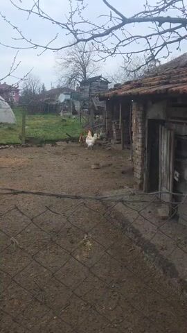 A short video shows a dirt-covered chicken coop with a group of chickens. A light-colored rooster stands near the center surrounded by several hens of different colors including white, brown, and gray.  The rooster crows. The coop is surrounded by a wire fence and there are old brick buildings in the background. Trees with bare branches are visible in the distance. The sky is overcast.
