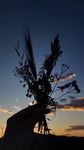 The video features a hand holding a small, rustic bouquet of wildflowers and various grasses or seed heads.

The first shot captures the bouquet in silhouette against a dramatic sunset sky. The sky transitions from a deep blue at the top to vibrant orange and yellow hues near the horizon, dotted with scattered clouds. Distant hills or mountains are visible as a dark silhouette beneath the colorful sky. The hand holding the bouquet is also silhouetted, making the details of the flowers indistinguishable, but their overall shapes are clear.

The second shot is very dark, almost entirely black, with only the faint outline of the hand and the bouquet visible, hinting at the natural colors of the flowers.

The third shot, in daylight, reveals the full detail of the bouquet. It consists of various small blooms in shades of purple and pink, interspersed with dried grasses, seed pods, and green foliage. The background is a natural outdoor setting, likely a field or dirt path, with patches of green grass and brown earth. The video takes place in Mahala, Montenegro.