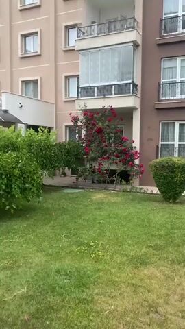 The video pans across a bush of vibrant red roses climbing up the side of a tan-colored building. The roses are in full bloom and create a lush, colorful display against the neutral tones of the building. In the foreground, a well-maintained green lawn stretches out, with a few scattered yellow flowers. To the left of the rose bush, a smaller green bush with dark leaves is visible. The building has a balcony with glass enclosures and a white railing. The overall scene depicts a tranquil outdoor setting with abundant floral beauty.