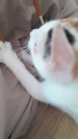 A white cat with black and orange markings plays with an orange drawstring on a tan garment. The cat is lying on its side on a wooden floor and uses its paws to grasp and pull the drawstring.