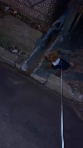 The video shows a small, brown poodle on a leash standing near a concrete curb and drainpipe on a dark, possibly wet street. The dog is wearing a dark jacket with a white collar. The street surface appears to be asphalt.