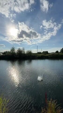 The video shows a body of water under a partly cloudy sky with the sun shining. There is a splash in the water, creating ripples that expand outwards. Greenery lines the edge of the water.